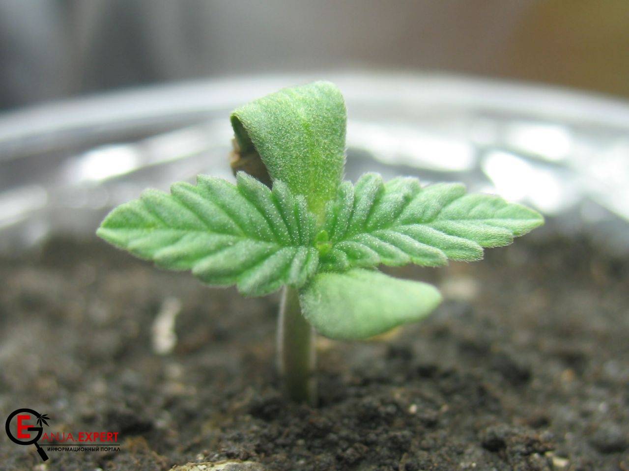 Все проблемы, которые могут появиться во время проращивания семян марихуаны в земле