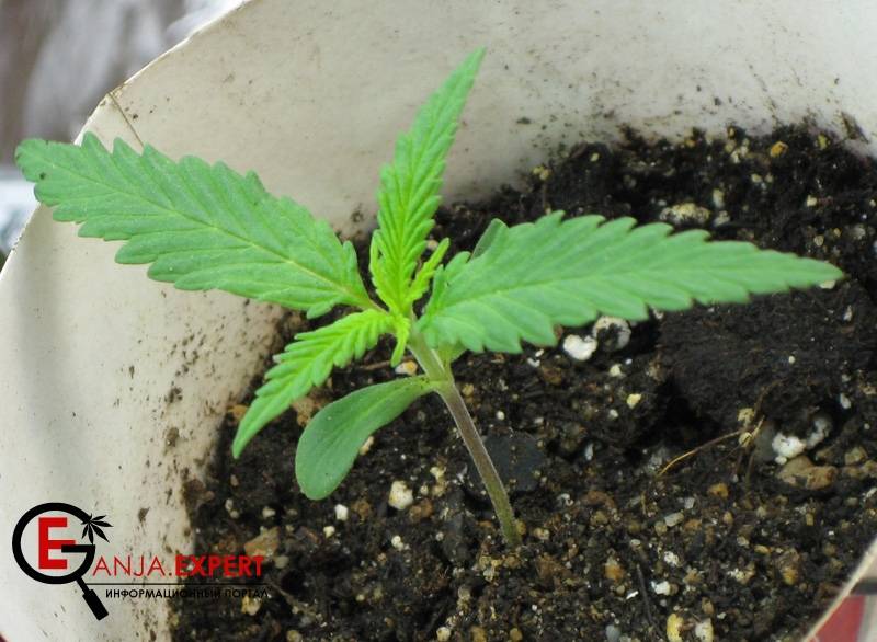 Решение возникших проблем при высадке семян марихуаны