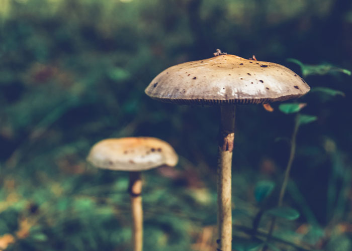 Псилоцибиновые грибы: что это такое и где их найти?