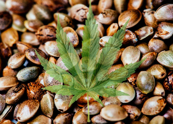 Как выбрать семена марихуаны?