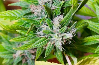 Руководство по выращиванию марихуаны
